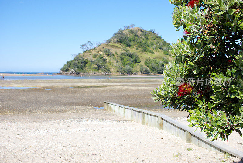 新西兰Pohutukawa &海景;Pataua,北国,新西兰